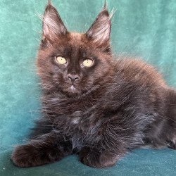 Maine Coon NOV Gerald