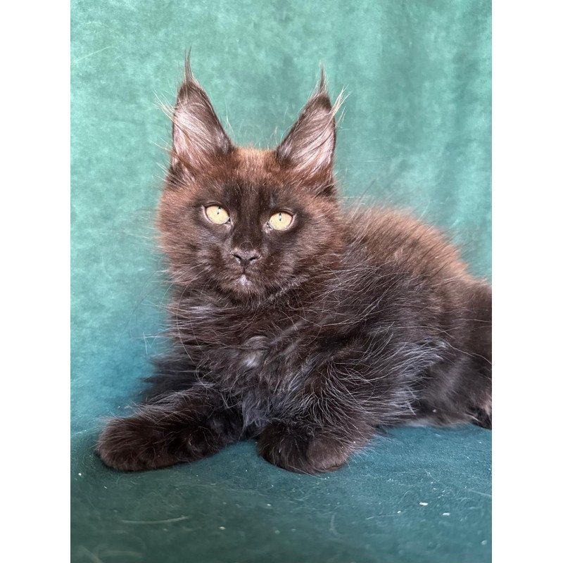 Maine Coon NOV Gerald