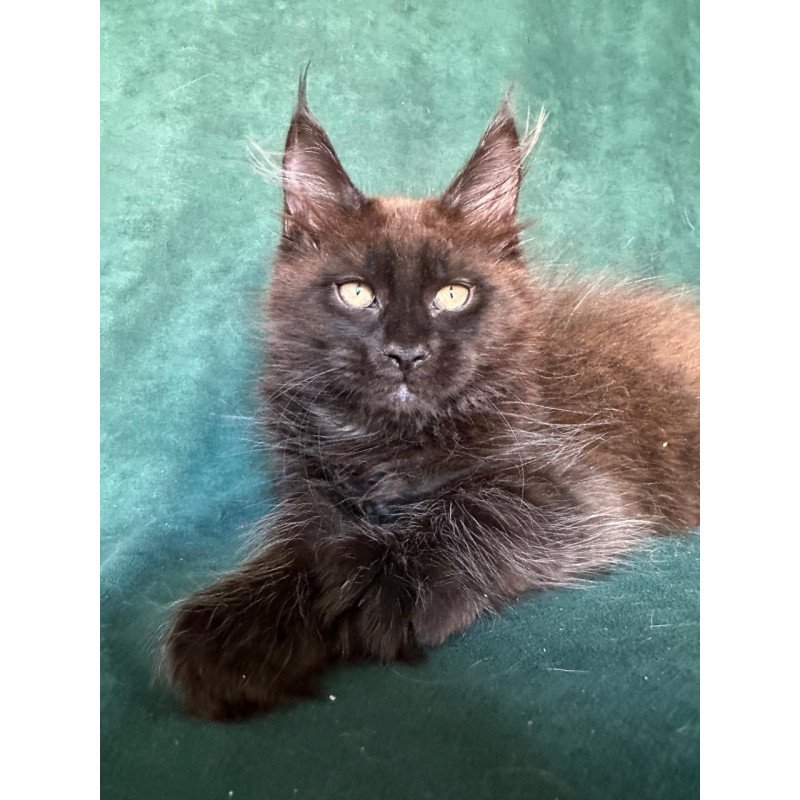 Maine Coon NOV Gerald