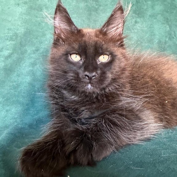 Maine Coon NOV Gerald