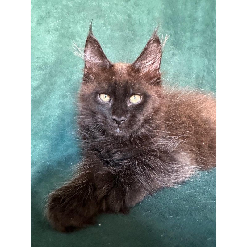 Maine Coon NOV Gerald