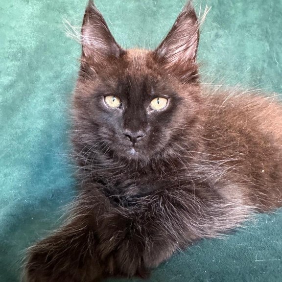 Maine Coon NOV Gerald