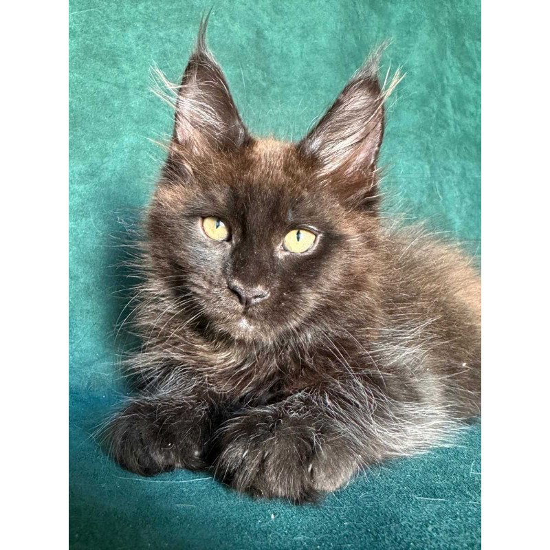 Maine Coon NOV Gerald