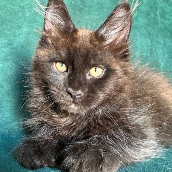 Maine Coon NOV Gerald