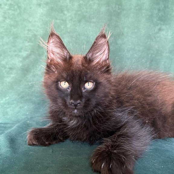 Maine Coon NOV Gerald