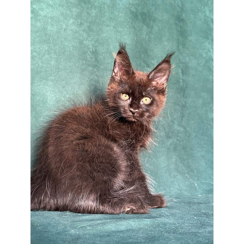 Maine Coon NOV Gaia