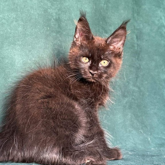 Maine Coon NOV Gaia