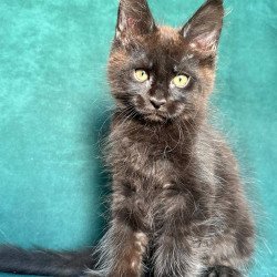 Maine Coon NOV Gaia