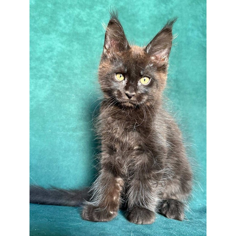 Maine Coon NOV Gaia
