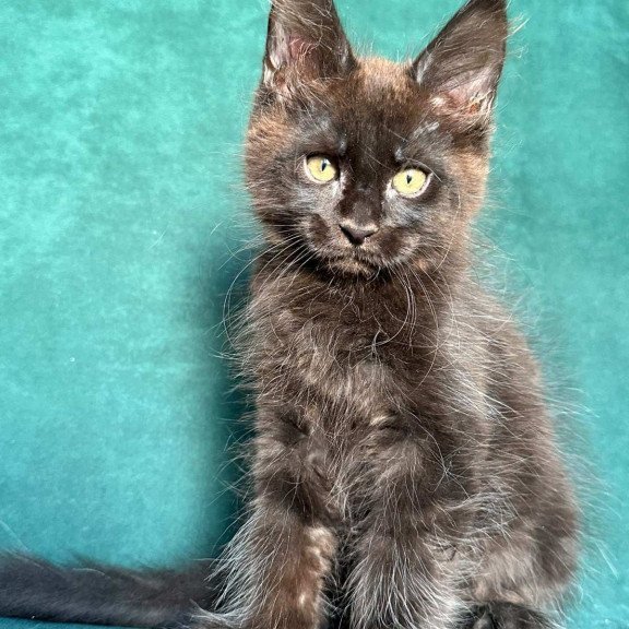 Maine Coon NOV Gaia