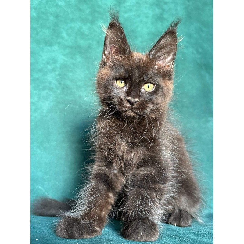 Maine Coon NOV Gaia