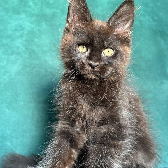 Maine Coon NOV Gaia