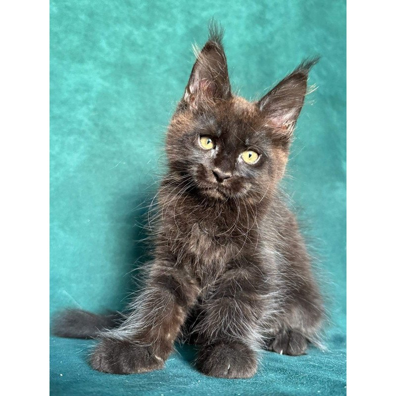 Maine Coon NOV Gaia
