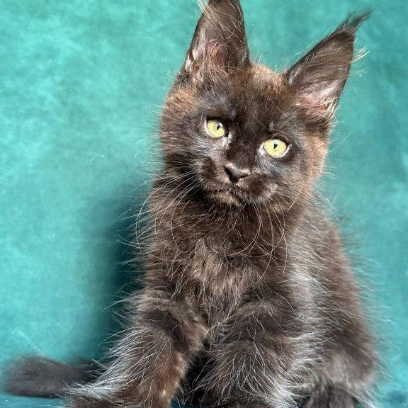 Maine Coon NOV Gaia