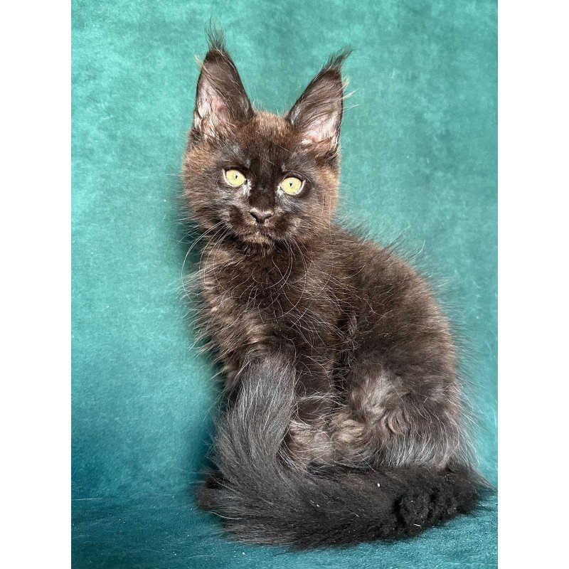 Maine Coon NOV Gaia