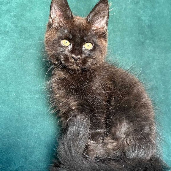Maine Coon NOV Gaia