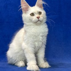 Maine Coon NOV Dobryanka
