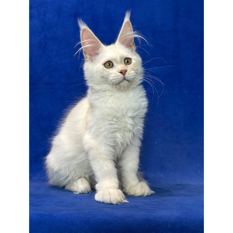 Maine Coon NOV Dobryanka