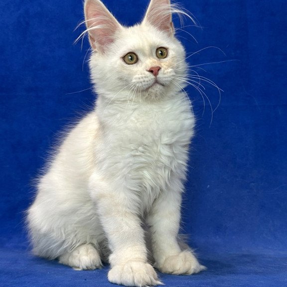 Maine Coon NOV Dobryanka