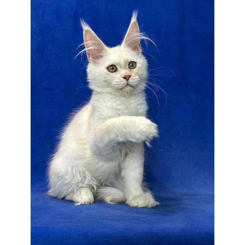 Maine Coon NOV Dobryanka