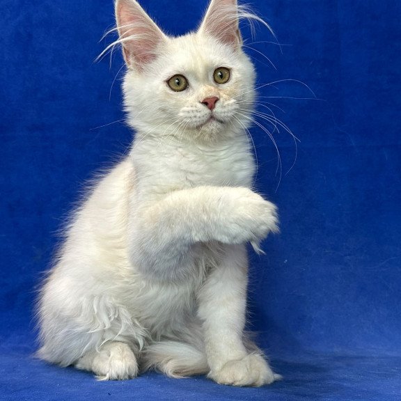 Maine Coon NOV Dobryanka