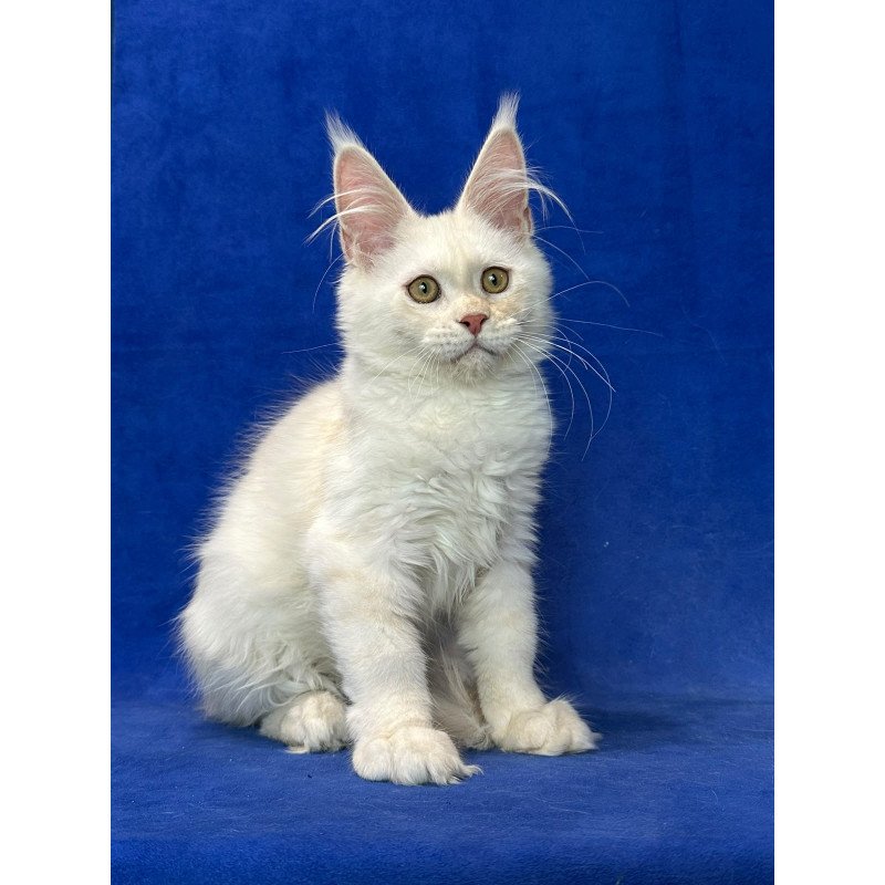 Maine Coon NOV Dobryanka