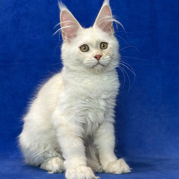 Maine Coon NOV Dobryanka