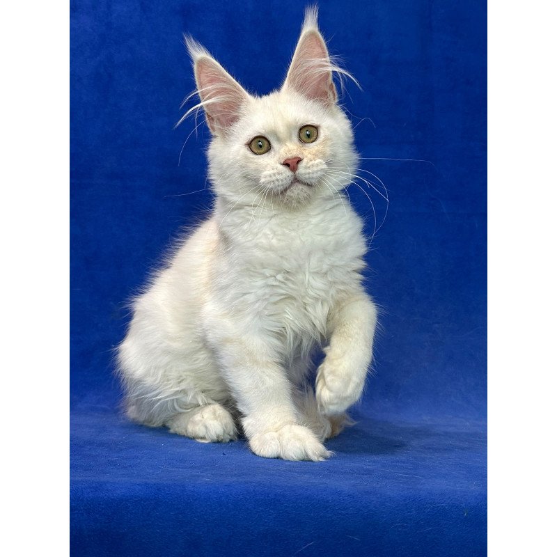 Maine Coon NOV Dobryanka