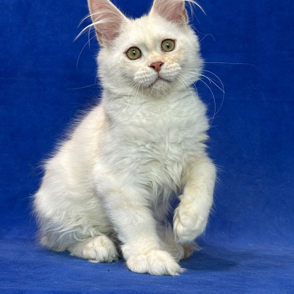 Maine Coon NOV Dobryanka
