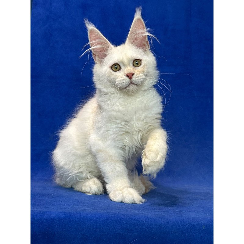Maine Coon NOV Dobryanka