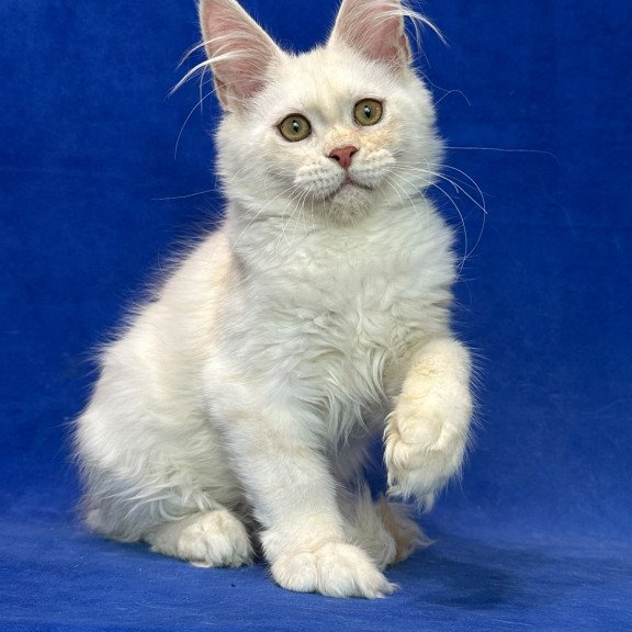 Maine Coon NOV Dobryanka