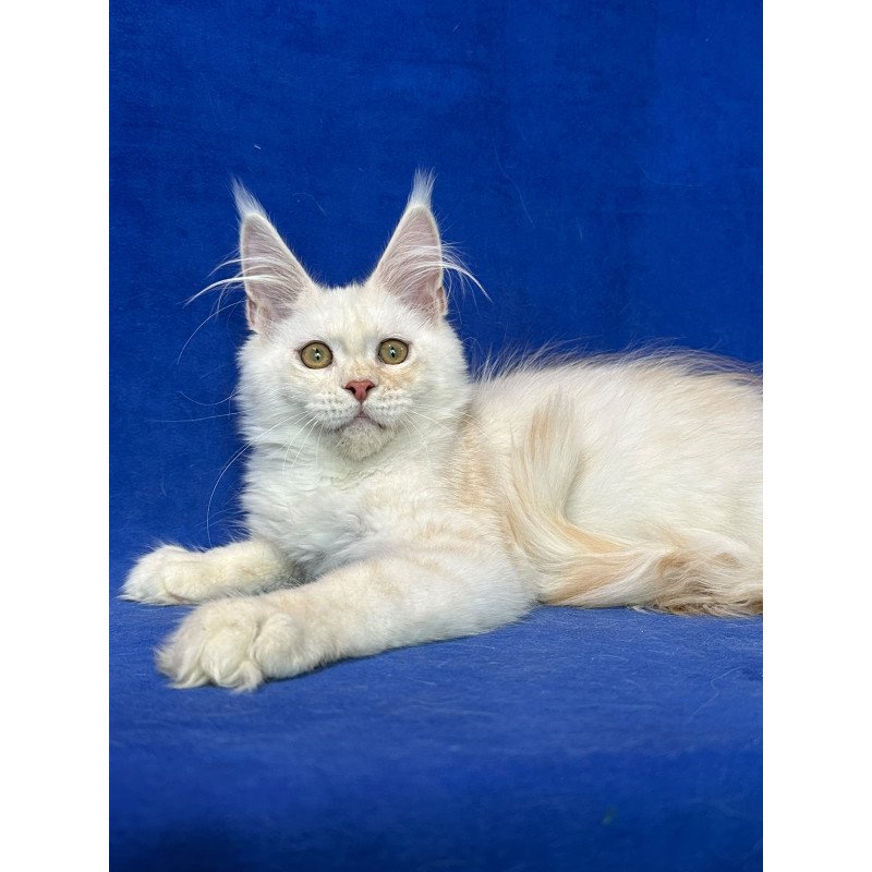 Maine Coon NOV Dobryanka