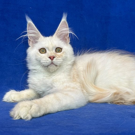 Maine Coon NOV Dobryanka
