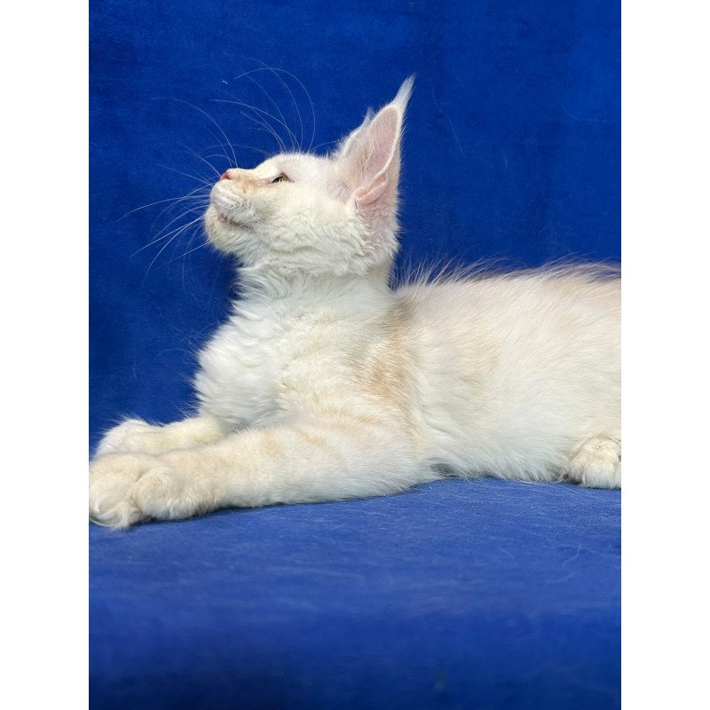 Maine Coon NOV Dobryanka