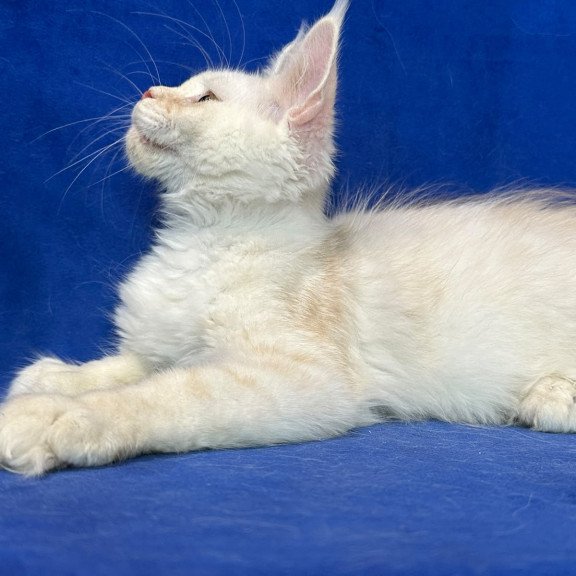 Maine Coon NOV Dobryanka