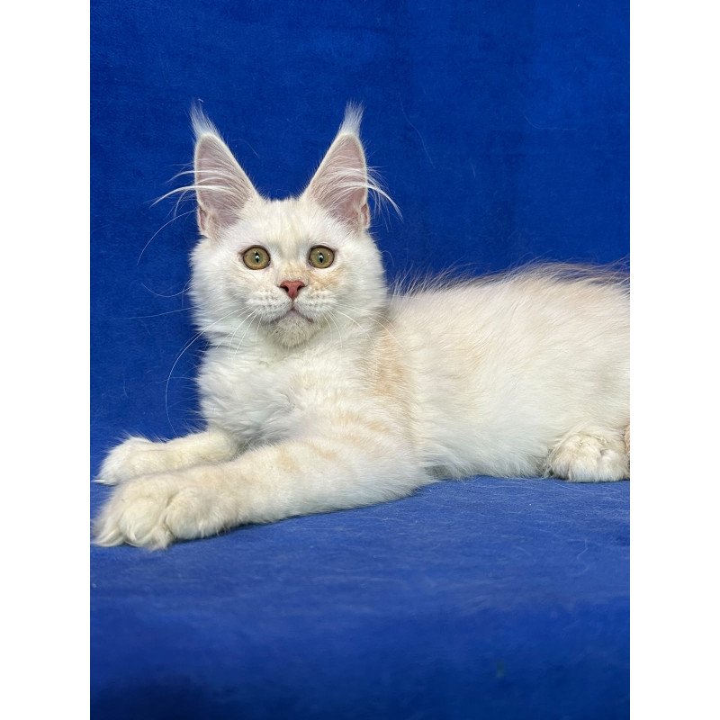 Maine Coon NOV Dobryanka