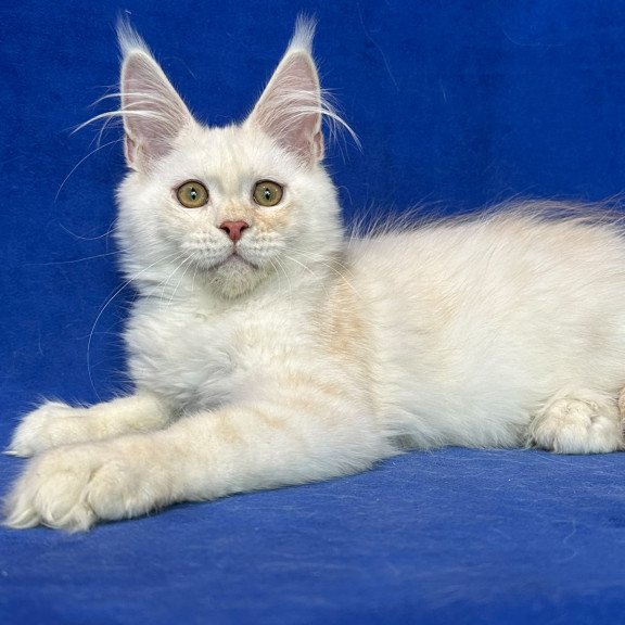 Maine Coon NOV Dobryanka
