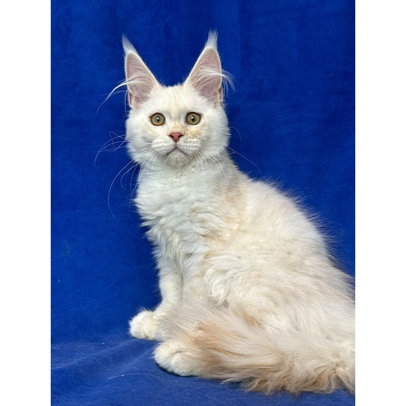 Maine Coon NOV Dobryanka