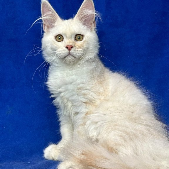 Maine Coon NOV Dobryanka