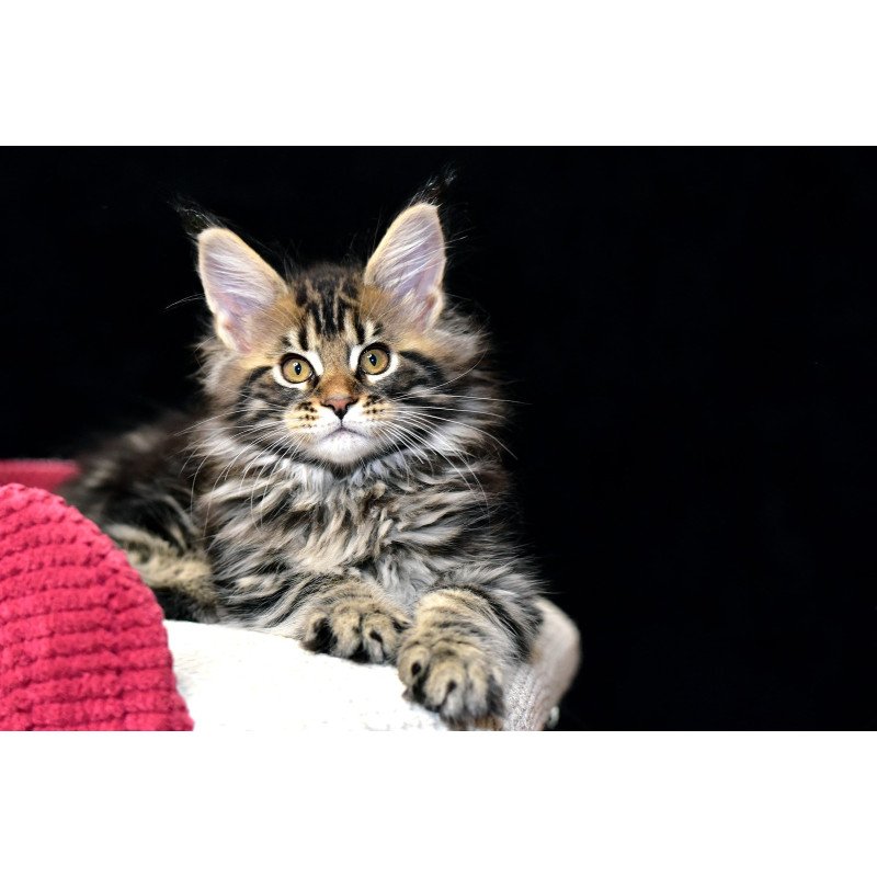 Maine Coon NOV Calypso