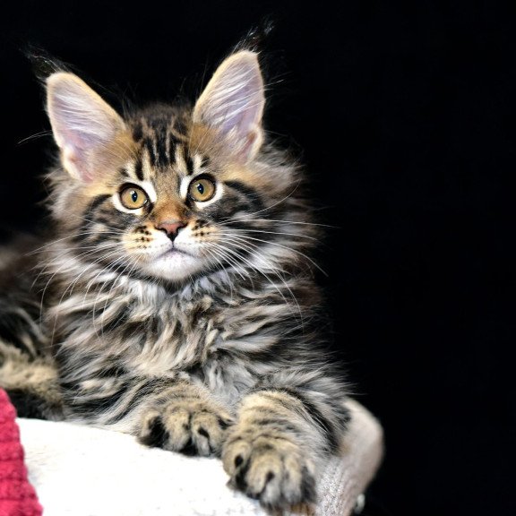Maine Coon NOV Calypso
