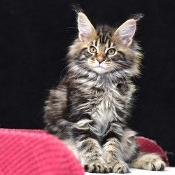 Maine Coon NOV Calypso