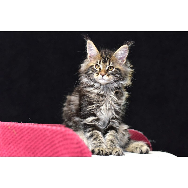 Maine Coon NOV Calypso