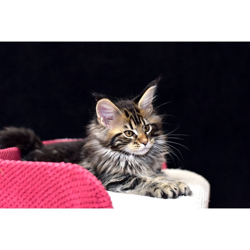 Maine Coon NOV Calypso