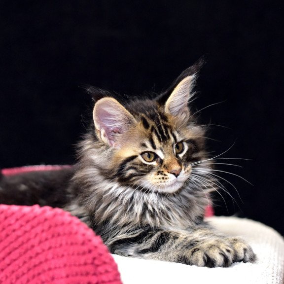 Maine Coon NOV Calypso
