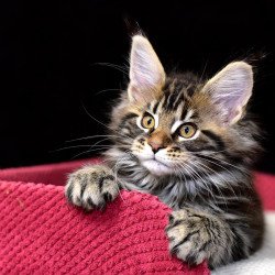 Maine Coon NOV Calypso