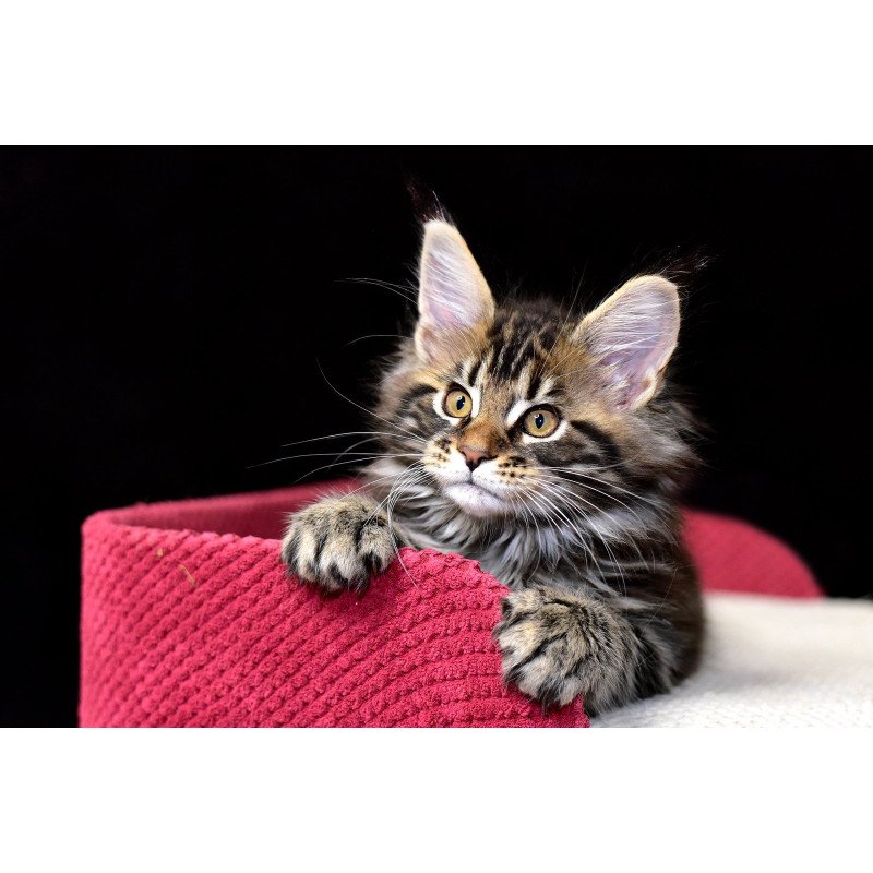 Maine Coon NOV Calypso