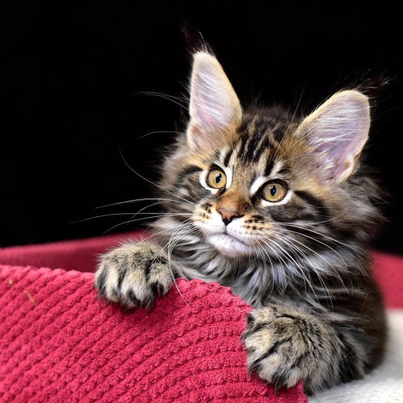 Maine Coon NOV Calypso