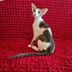 Oriental NOV Romeo