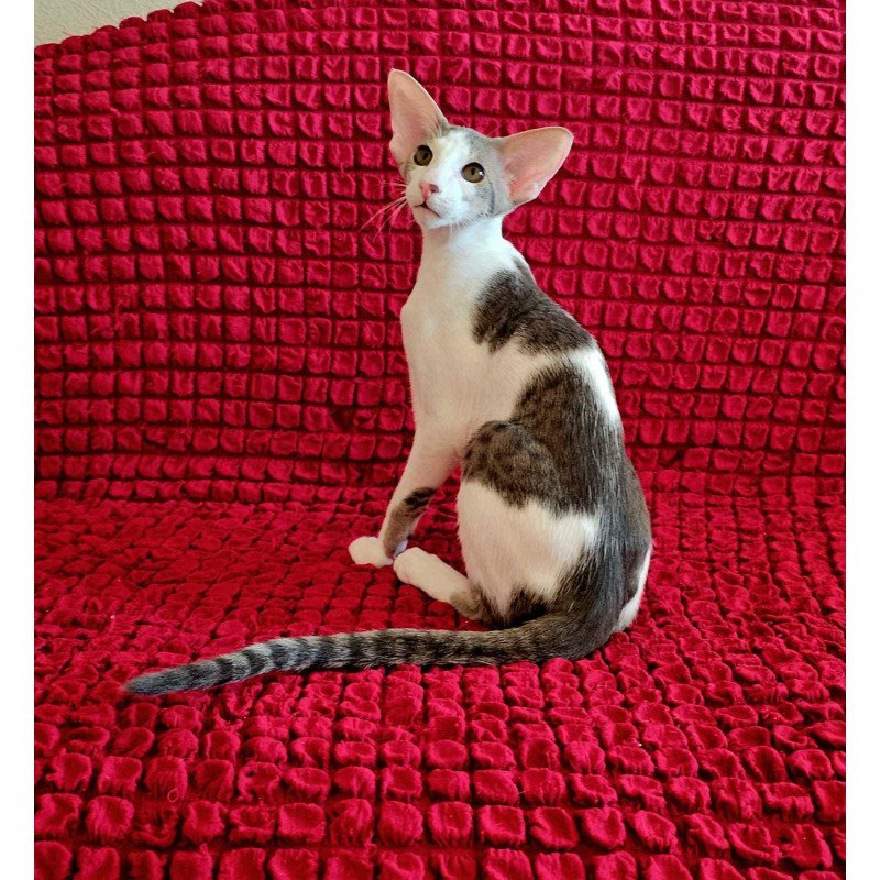 Oriental NOV Romeo